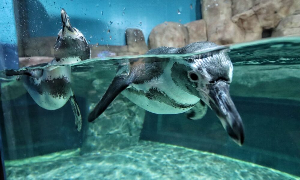 Inauguran Acuario Michin en la CDMX, el más grande de México - Cinco Radio