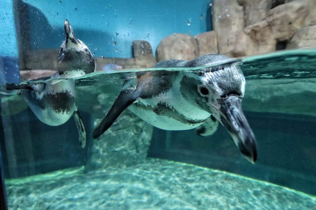 Inauguran Acuario Michin en la CDMX, el más grande de México - Cinco Radio