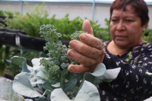 Mejor alimentación y oportunidad económica