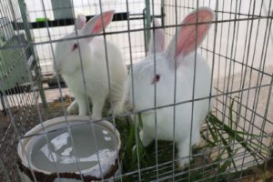 Alternativas sobran para aprovechar un huerto