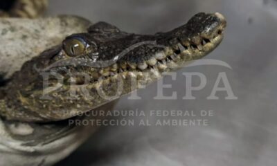 Profepa es la indicada en estos casos