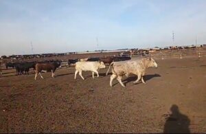 Trabajando en el campo