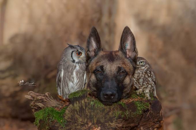 Grandes amigos