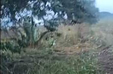 Así quedaron los caballos