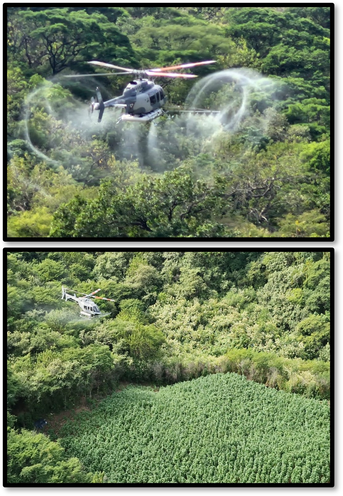 En Sinaloa, Chihuahua, Durango y Guerrero