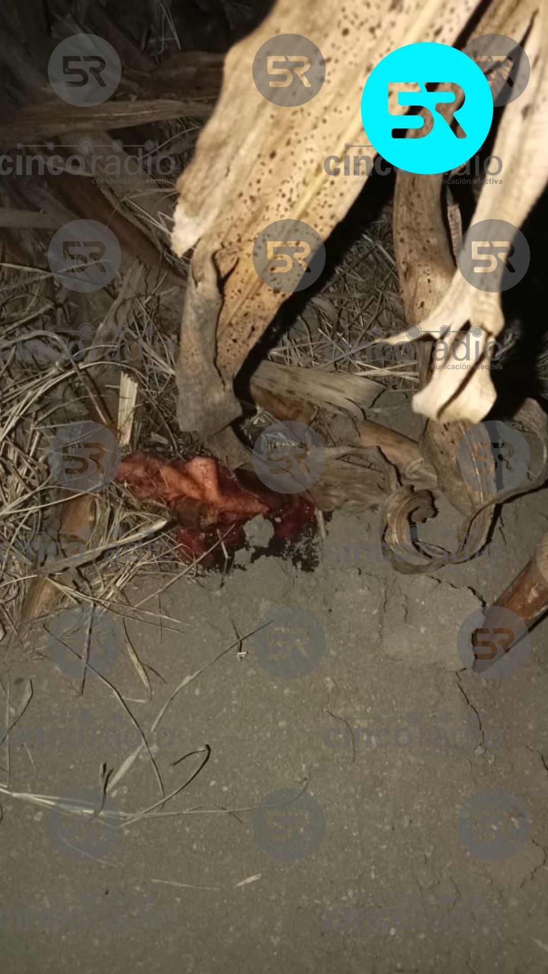 Protección Civil y Ejército atendieron la tragedia