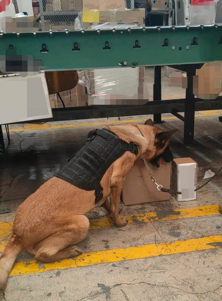 No es una "mascota". Es un agente en acción