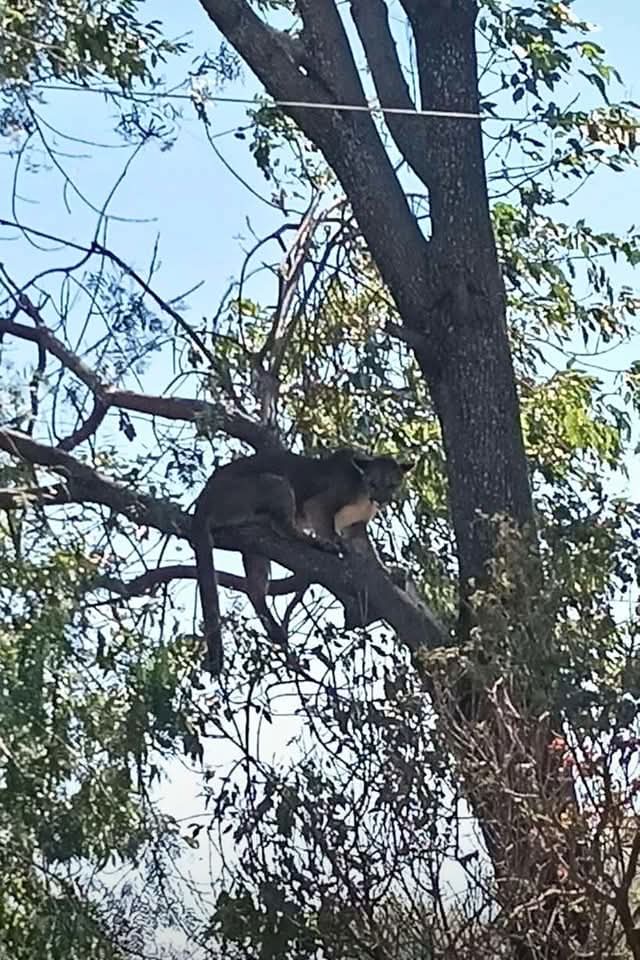 Deambulaba en colonias de Tehuacán