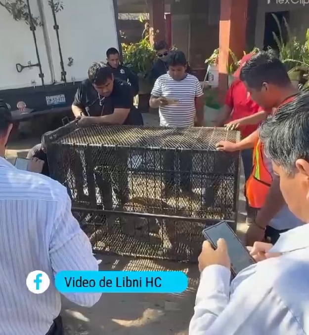 El ejemplar quedará a resguardo