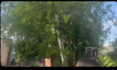Migrante guatemalteco resiste 8 horas en árbol para evitar ICE