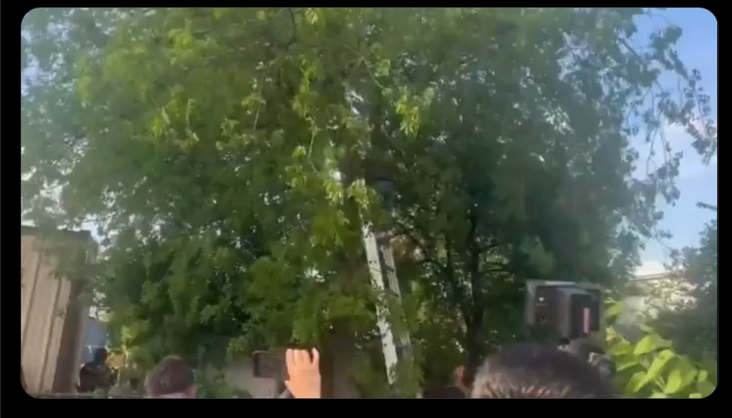 Migrante guatemalteco resiste 8 horas en árbol para evitar ICE