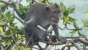 Testigos afirman que el curioso primate ya tiene en sus manos el nuevo iPhone 16 Pro Max, incluso antes de que salga a la venta en Indonesia.