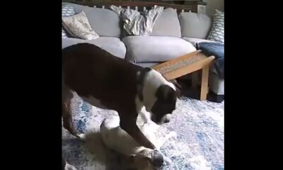 Perro salva a su amigo que sufría convulsión en casa
