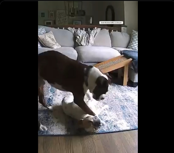 Perro salva a su amigo que sufría convulsión en casa