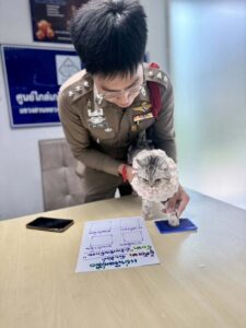 Una gata mordió a varios policías en Tailandia y terminó "arrestada". La historia viral cerró con humor y la aparición de su dueño en la comisaría.