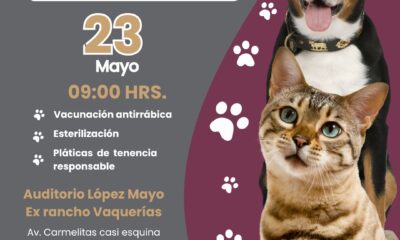El Ayuntamiento de Puebla realiza una jornada de bienestar animal para caninos y felinos este día en el Auditorio López Mayo, Ex Rancho Vaquerías, ubicado sobre Av. Carmelitas casi esquina con Bulevar Municipio Libre.