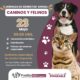 El Ayuntamiento de Puebla realiza una jornada de bienestar animal para caninos y felinos este día en el Auditorio López Mayo, Ex Rancho Vaquerías, ubicado sobre Av. Carmelitas casi esquina con Bulevar Municipio Libre.
