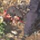 🛑 Hallan cuerpo humano descarnado en límites de Puebla y Tlaxcala