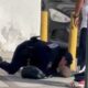 Policía salva a bebé con RCP fuera del IMSS en Monterrey