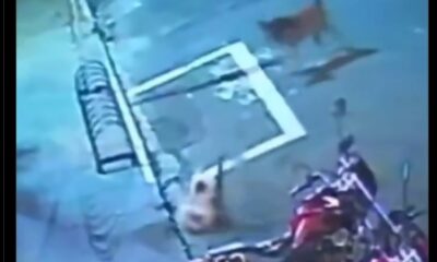 Gato héroe salva a otro felino del ataque de un perro