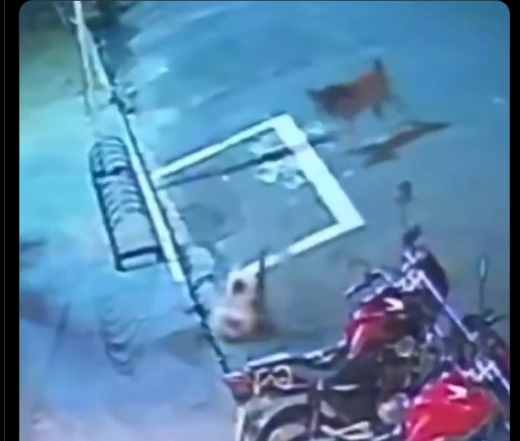 Gato héroe salva a otro felino del ataque de un perro