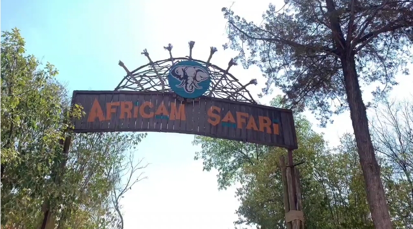 El IMDP y Africam Safari organizaron un recorrido sensorial para atletas con discapacidad visual, fomentando inclusión y respeto por la biodiversidad.