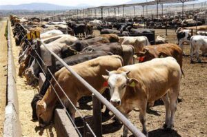 EE.UU. suspende importación de ganado mexicano por plaga