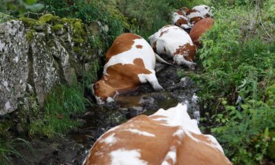 Rayo mata a 27 vacas en Galicia y deja crisis ganadera