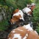 Rayo mata a 27 vacas en Galicia y deja crisis ganadera