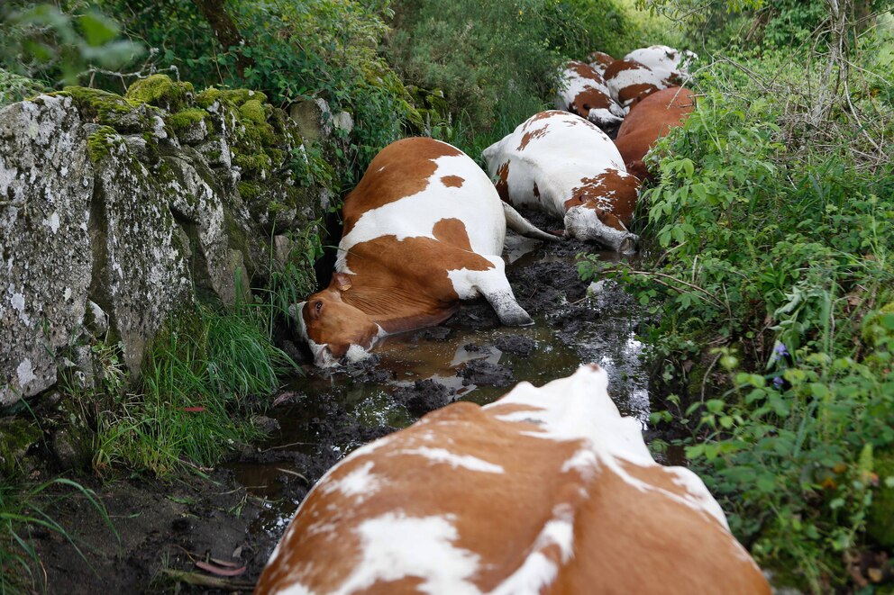 Rayo mata a 27 vacas en Galicia y deja crisis ganadera