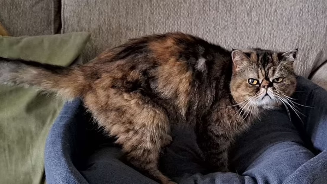 Gata desaparecida sobrevive 23 días bajo el suelo alimentándose de insectos y cerveza