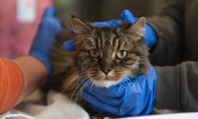 Gato sobrevive a caída de 116 metros en el Cañón de Bryce
