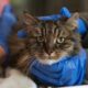 Gato sobrevive a caída de 116 metros en el Cañón de Bryce