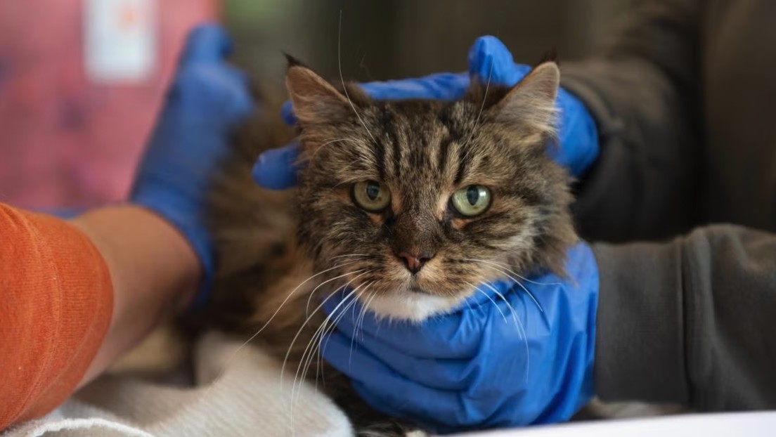 Gato sobrevive a caída de 116 metros en el Cañón de Bryce