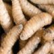 EE.UU. suspende importación de ganado mexicano por plaga