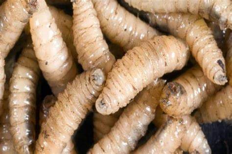EE.UU. suspende importación de ganado mexicano por plaga