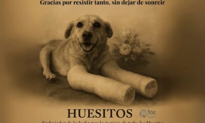 Huesitos, el lomito héroe que venció al maltrato, muere de cáncer