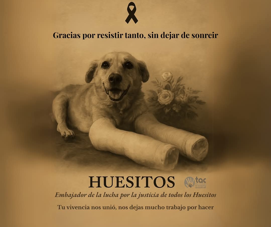 Huesitos, el lomito héroe que venció al maltrato, muere de cáncer