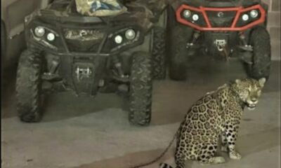 EE.UU. sanciona al CJNG y revela incautación de un jaguar