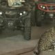 EE.UU. sanciona al CJNG y revela incautación de un jaguar