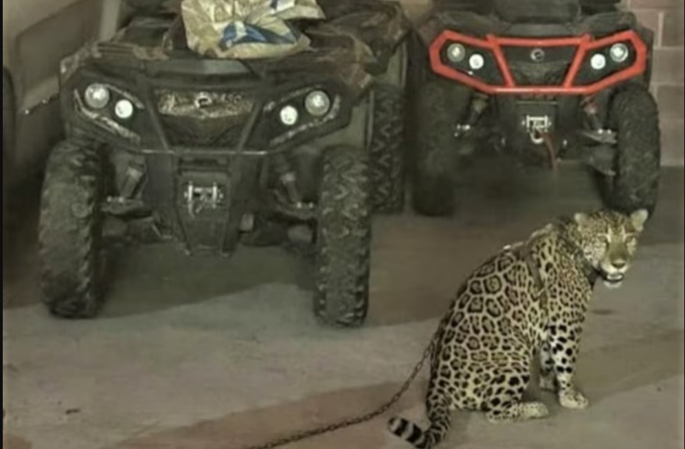 EE.UU. sanciona al CJNG y revela incautación de un jaguar