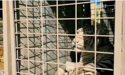Amenazas y enfrentamientos del narco forzaron el traslado de 700 animales silvestres del principal refugio del país.