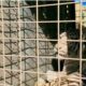 Amenazas y enfrentamientos del narco forzaron el traslado de 700 animales silvestres del principal refugio del país.