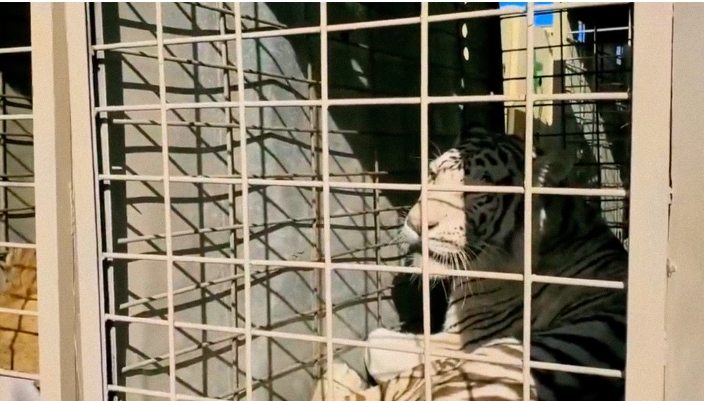 Amenazas y enfrentamientos del narco forzaron el traslado de 700 animales silvestres del principal refugio del país.