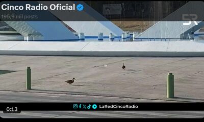 Automovilistas en Puebla fueron alertados para reducir la velocidad y respetar el paso de la vida silvestre en la zona de Los Fuertes.