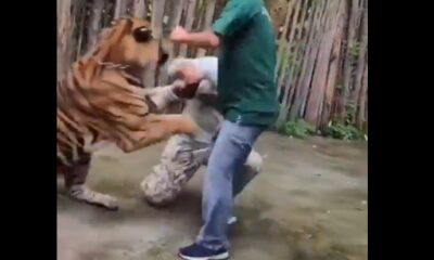 Impactante: Hombre es atacado por un tigre tras intentar tomarse una selfie en Tailandia