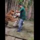 Impactante: Hombre es atacado por un tigre tras intentar tomarse una selfie en Tailandia
