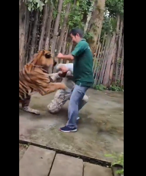 Impactante: Hombre es atacado por un tigre tras intentar tomarse una selfie en Tailandia