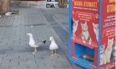 Gaviota maúlla y engaña máquina de comida para gatos