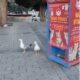 Gaviota maúlla y engaña máquina de comida para gatos